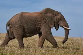 Elefante